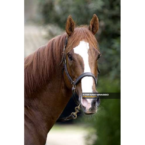 close up for Altieri at Azienda Agricola Loreto Luciani Velletri (Roma) , 22nd april 2006 ph. Stefano Grasso