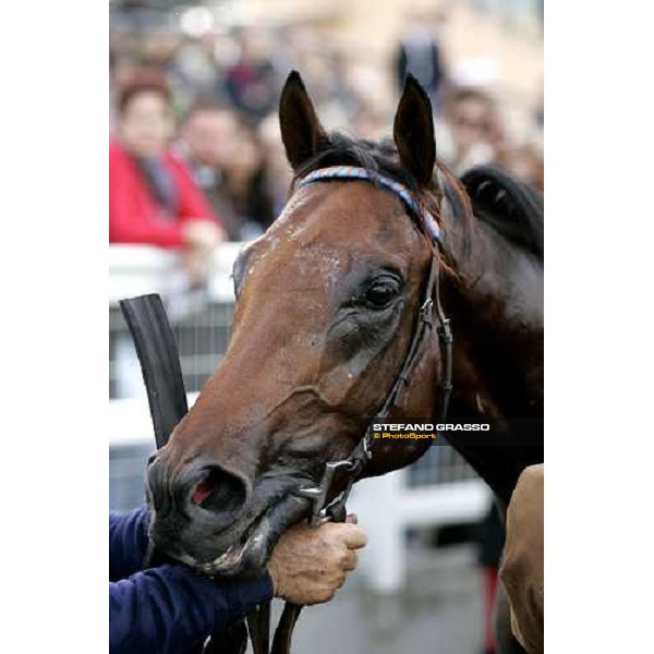 close up for Il Cadetto winner of Premio Guido Berardelli Rome Capannelle, 22nd october 2006 ph. Stefano Grasso