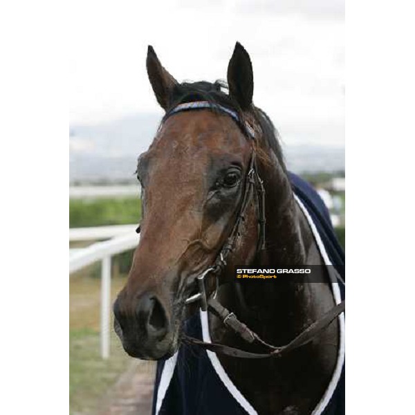 close up for Il Cadetto winner of Premio Guido Berardelli Rome Capannelle, 22nd october 2006 ph. Stefano Grasso