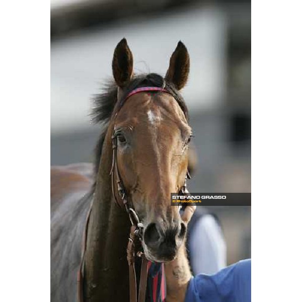 close up for Rumsfeld winner of Premio Nearco Rome Capannelle, 22nd october 2006 ph. Stefano Grasso