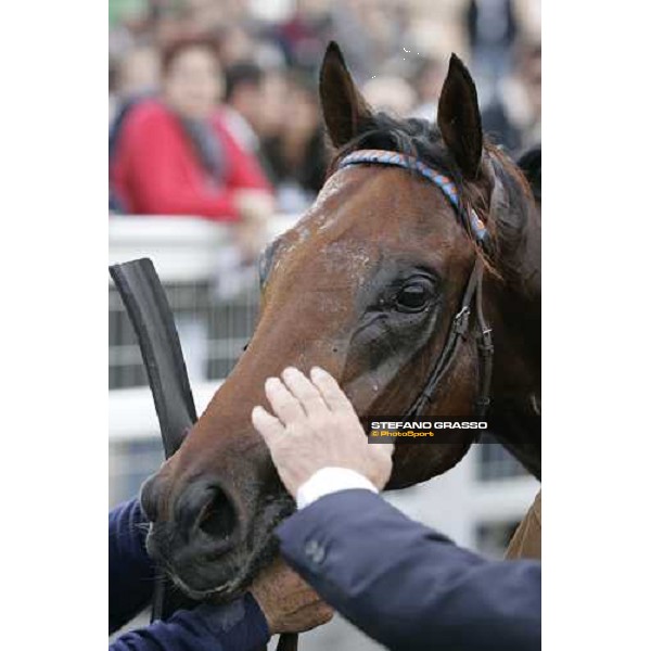 close up for Il Cadetto winner of Premio Guido Berardelli Rome Capannelle, 22nd october 2006 ph. Stefano Grasso