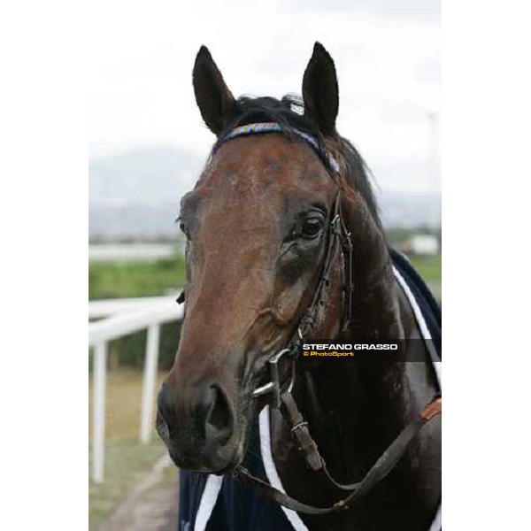 close up for Il Cadetto winner of Premio Guido Berardelli Rome Capannelle, 22nd october 2006 ph. Stefano Grasso