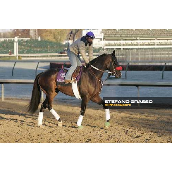 Lava Man enter the track for morning works Louisville Churchills Down racetrack, 3rd nov. 2006 ph. Stefano Grasso