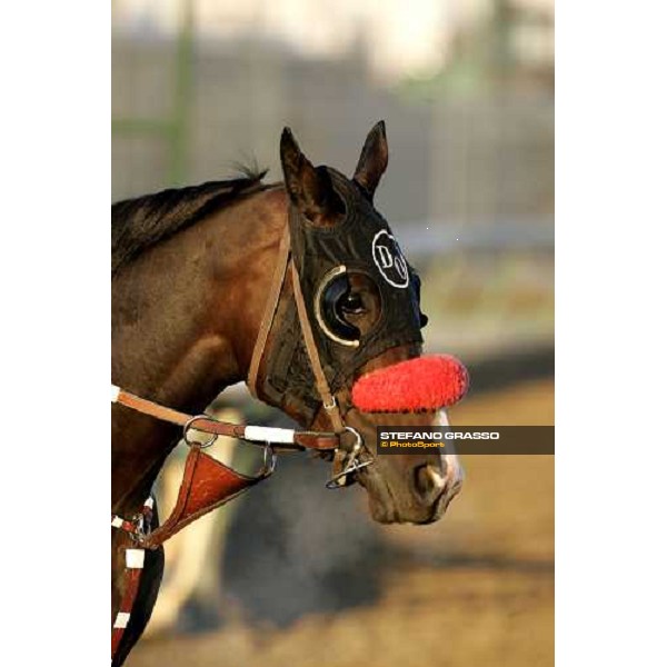 close up for Lava Man Louisville , Churchill Downs, 3rd nov. 2006 ph. Stefano Grasso