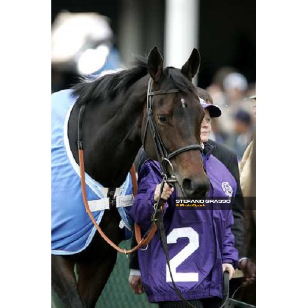 close up for Oujia Board before the Emirates Airline Breeders\' Cup Filly \' Mare Turf Louisville Churchill Downs, 4th nov. 2006 ph. Stefano Grasso