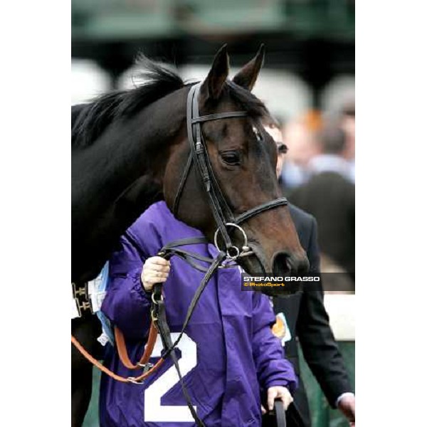 close up for Oujia Board before the Emirates Airline Breeders\' Cup Filly \' Mare Turf Louisville Churchill Downs, 4th nov. 2006 ph. Stefano Grasso