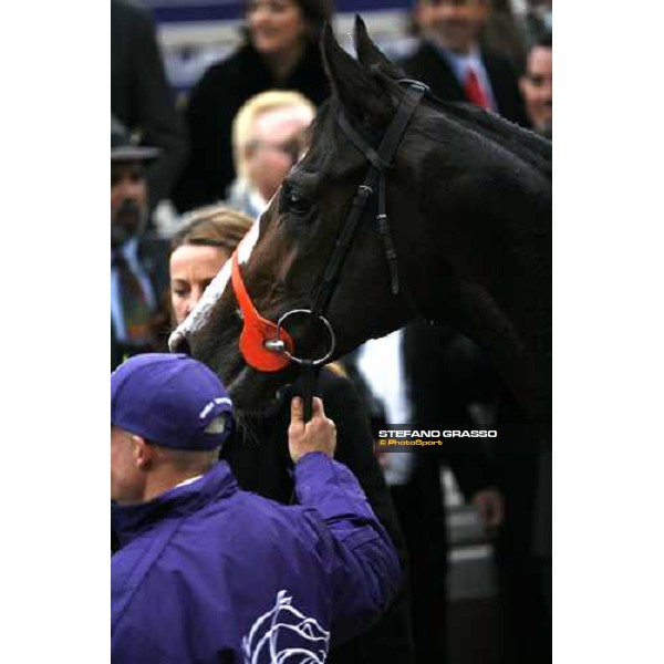 close up for Red Rocks winner of the John Deere Breeders\' Cup Turf. Louisville Churchill Downs, 4th nov. 2006 ph. Stefano Grasso