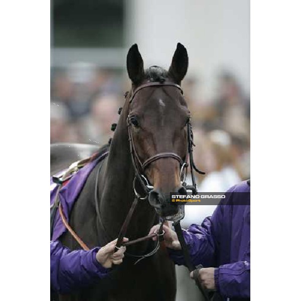 close up for Hurrican Run before the John Deere Breeders\' Cup Turf Louisville Churchill Downs, 4th nov. 2006 ph. Stefano Grasso