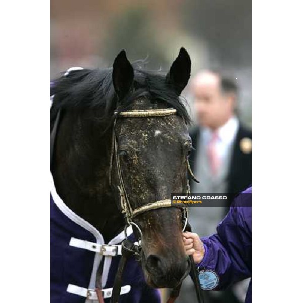 close up for Street Sense winner of Bessemer Trust Breeders\' Cup Juvenile Louisville Churchill Downs, 4th nov. 2006 ph. Stefano Grasso