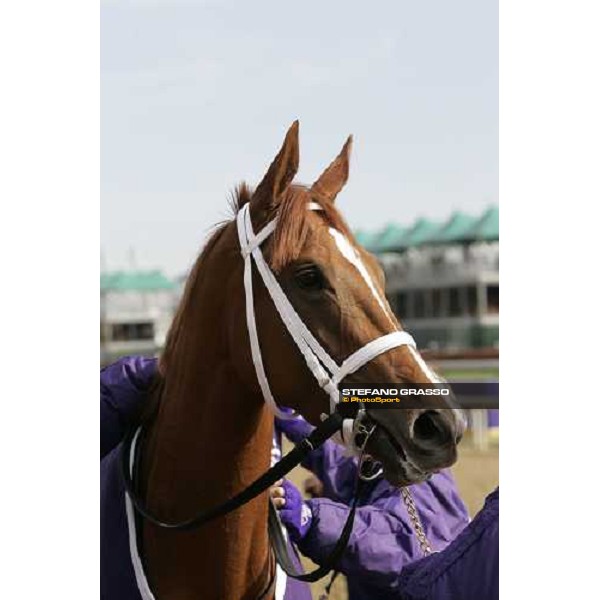 close up for Dreaming of Anna winner of The Breeders\' Cup Juvenile Fillies Louisville Churchill Downs, 4th nov. 2006 ph. Stefano Grasso