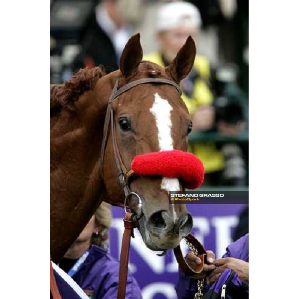 close up for Thor\'s Echo winner of TVG Breeders\' Cup Sprint Louisville Churchill Downs, 4th nov. 2006 ph. Stefano Grasso