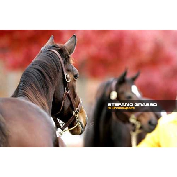 Keeneland, november sales Lexington, 6th nov. 2006 ph. Stefano Grasso 