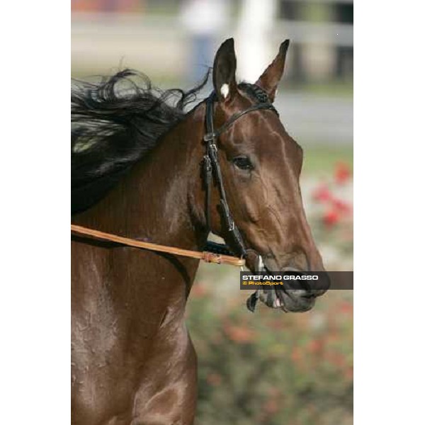 close up for Giulia Grif winner of Gran Premio Orsi Mangelli Milan San Siro, 1st nov. 2006 ph. Stefano Grasso