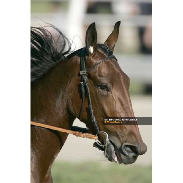 close up for Giulia Grif winner of Gran Premio Orsi Mangelli Milan San Siro, 1st nov. 2006 ph. Stefano Grasso