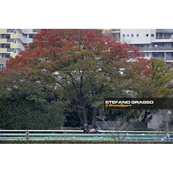 Frankie Dettori with Oujia Board on the bend of Fuchu racecourse during very good morning trackworks Tokyo, 23rd nov.2006 ph. Stefano Grasso