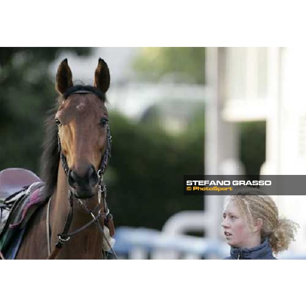 Freedonia looks the photographer from the quarantine stables at Fuchu racecourse Tokyo, 24th nov. 2006 ph.Stefano Grasso