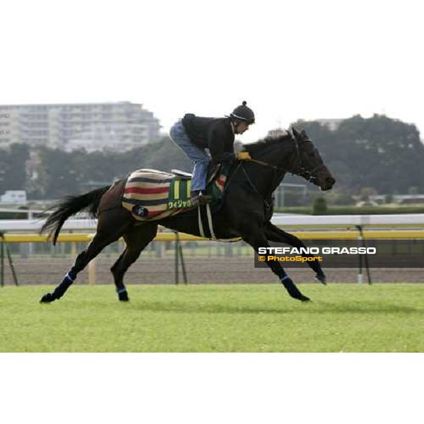 Jason Tate on Oujia Board at Fuchu racecourse during morning trackworks Tokyo, 24th nov. 2006 ph.Stefano Grasso