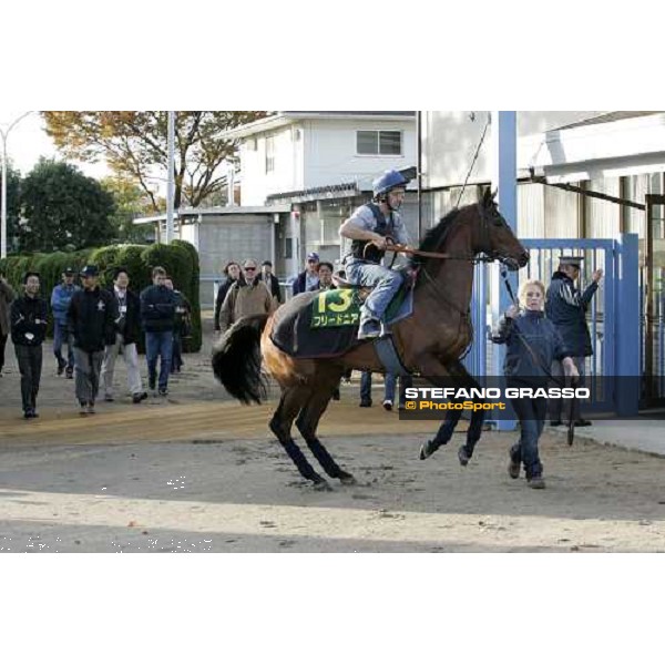 Freedonia\'s connection exit from the quartantine stables at Fuchu racecourse for morning trackworks Tokyo, 24th nov. 2006 ph.Stefano Grasso
