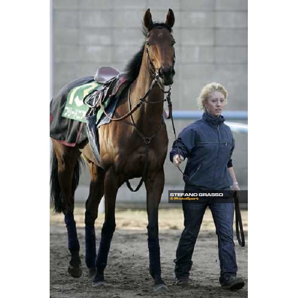 Freedonia walking with her groom in the quarantine stables at Fuchu racecourse Tokyo, 24th nov. 2006 ph. Stefano Grasso