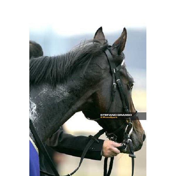 close up for Deep Impact winner of The Japan Cup 2006 at Fuchu racecourse Tokyo, 26th nov.2006 ph. Stefano Grasso