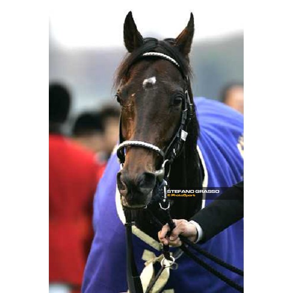 close up for Deep Impact winner of The Japan Cup 2006 at Fuchu racecourse Tokyo, 26th nov.2006 ph. Stefano Grasso