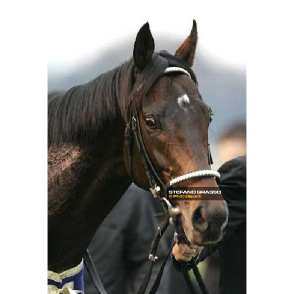 close up for Deep Impact winner of the Japan Cup 2006 at Fuchu racecourse Tokyo, 26th nov.2006 ph. Stefano Grasso