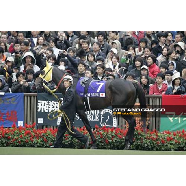 Dream Passpport in the paddock before the Japan Cup 2006 at Fuchu racecourse Tokyo, 26th nov.2006 ph. Stefano Grasso