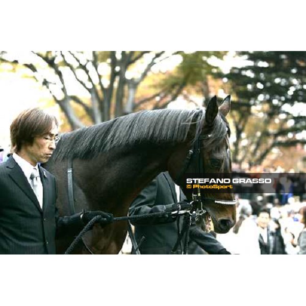 Deep Impact parading in the paddock before the Japan Cup 2006 at Fuchu racecourse Tokyo, 26th nov.2006 ph. Stefano Grasso