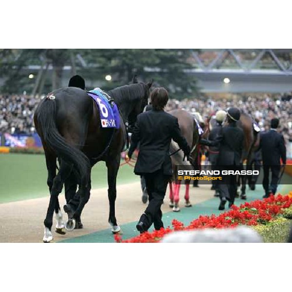 Deep Impact parading in the paddock before the Japan Cup 2006 at Fuchu racecourse Tokyo, 26th nov.2006 ph. Stefano Grasso