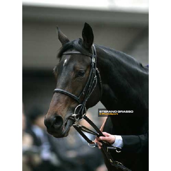 close up fot Oujia Board in the paddock before the Japan Cup 2006 at Fuchu racecourse Tokyo, 26th nov.2006 ph. Stefano Grasso