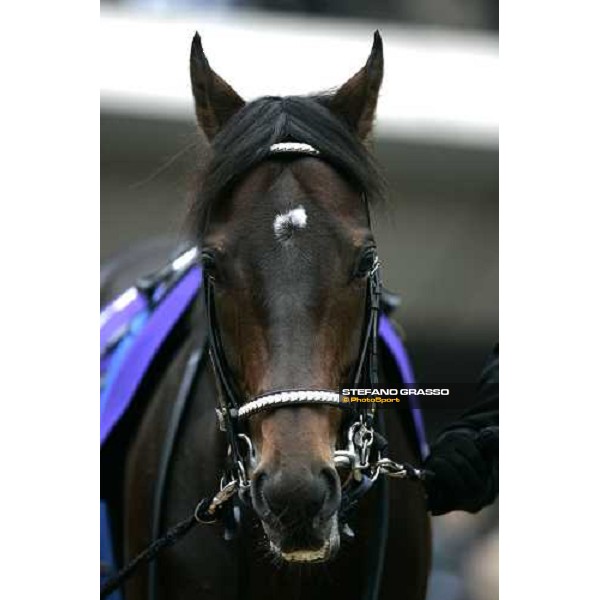 close up for Deep Impact in the paddock before the Japan Cup 2006 at Fuchu racecourse Tokyo, 26th nov.2006 ph. Stefano Grasso