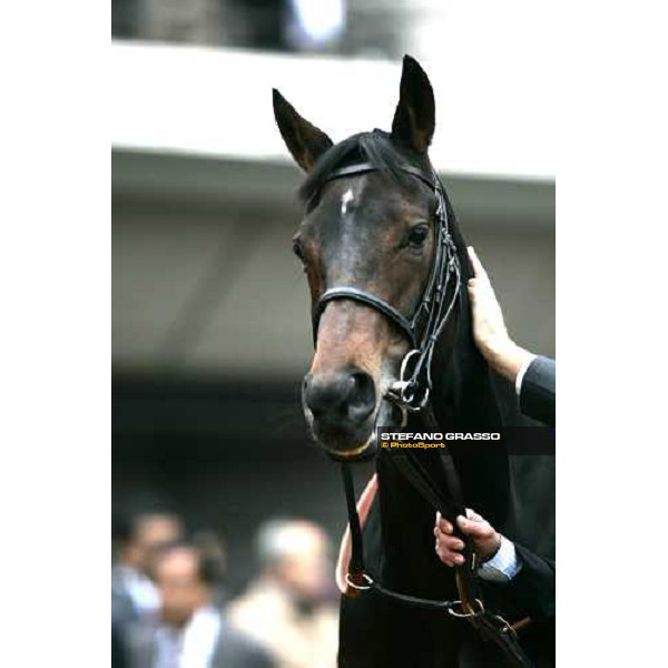 a caress by Lord Derby to Oujia Board in the paddock before the Japan Cup 2006 at Fuchu racecourse Tokyo, 26th nov.2006 ph. Stefano Grasso