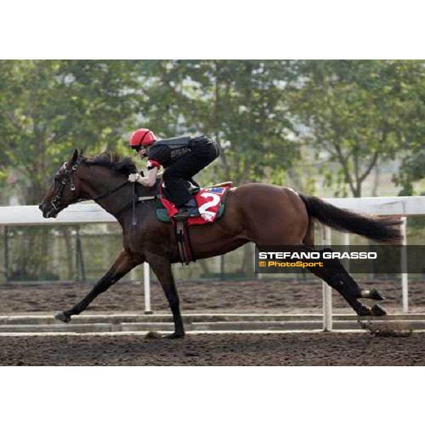 Growl pictured at Sha Tin racetrack during morning track works Hong Kong, 6th dec. 2006 ph. Stefano Grasso
