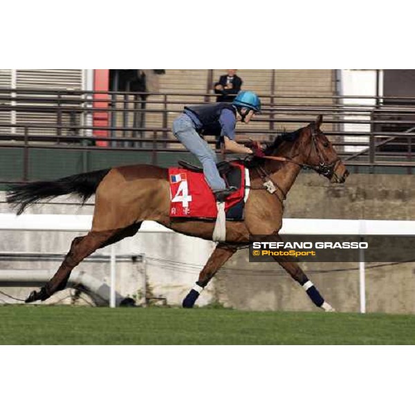 Pride pictured at Sha Tin racetrack during morning track works Hong Kong, 6th dec. 2006 ph. Stefano Grasso