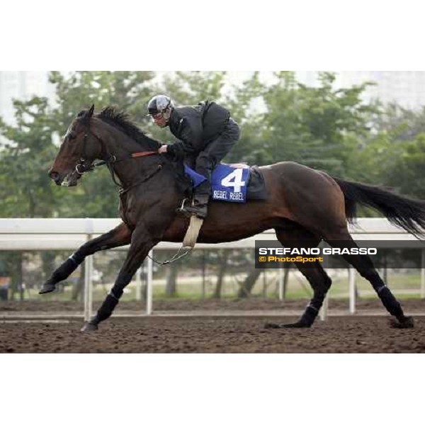 Rebel Rebel pictured at Sha Tin racetrack during morning track works Hong Kong, 6th dec. 2006 ph. Stefano Grasso