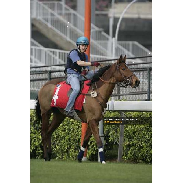 Pride pictured at Sha Tin racetrack preparing for morning track works Hong Kong, 6th dec. 2006 ph. Stefano Grasso