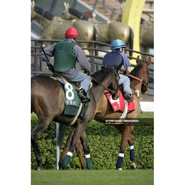 Pride followed by Shamdala pictured at Sha Tin racetrack preparing for morning track works Hong Kong, 6th dec. 2006 ph. Stefano Grasso