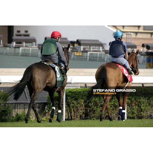 Pride followed by Shamdala pictured at Sha Tin racetrack preparing for morning track works Hong Kong, 6th dec. 2006 ph. Stefano Grasso