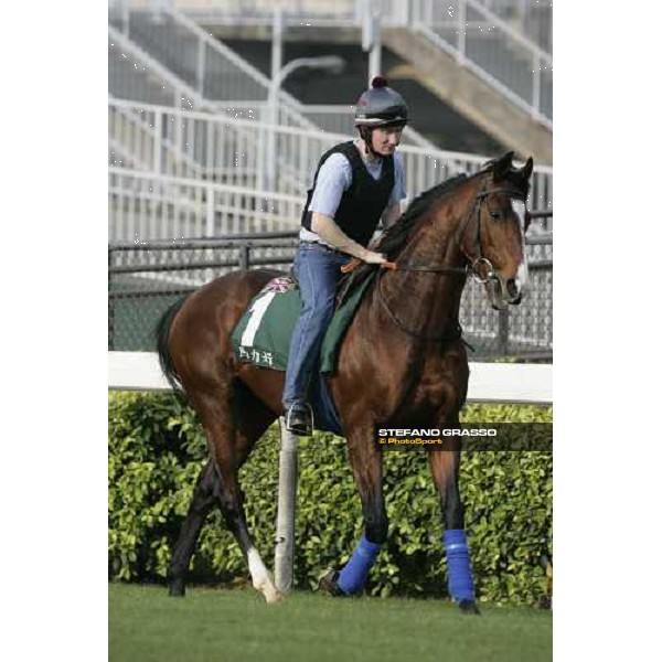 Maraahel pictured at Sha Tin racetrack before morning track works Hong Kong, 6th dec. 2006 ph. Stefano Grasso