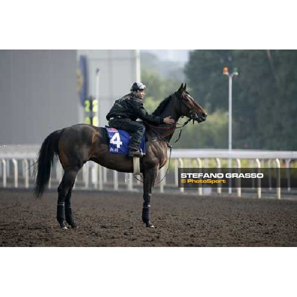 Rebel Rebel pictured at Sha Tin racetrack before morning track works Hong Kong, 6th dec. 2006 ph. Stefano Grasso