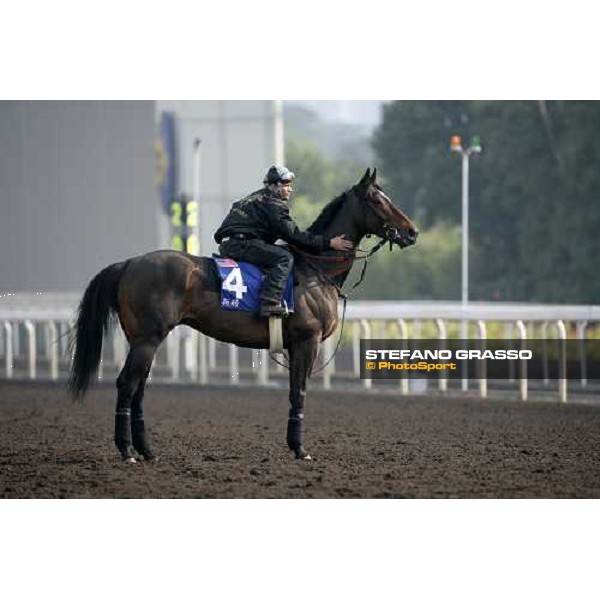 Rebel Rebel pictured at Sha Tin racetrack before morning track works Hong Kong, 6th dec. 2006 ph. Stefano Grasso