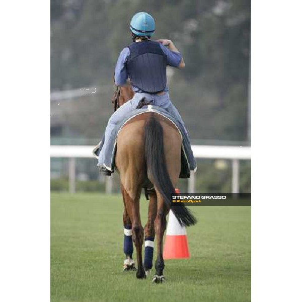 Pride pictured at Sha Tin racetrack after morning track works Hong Kong, 6th dec. 2006 ph. Stefano Grasso