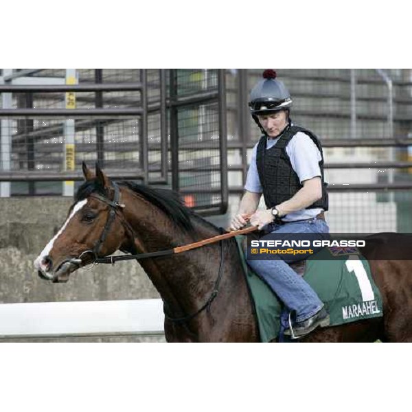 Maraahel pictured at Sha Tin racetrack after morning track works Hong Kong, 6th dec. 2006 ph. Stefano Grasso