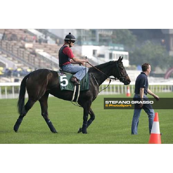 Ouija Board pictured at Sha Tin racetrack before morning track works Hong Kong, 6th dec. 2006 ph. Stefano Grasso