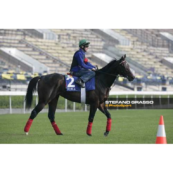 Mustameet pictured at Sha Tin racetrack before morning track works Hong Kong, 6th dec. 2006 ph. Stefano Grasso