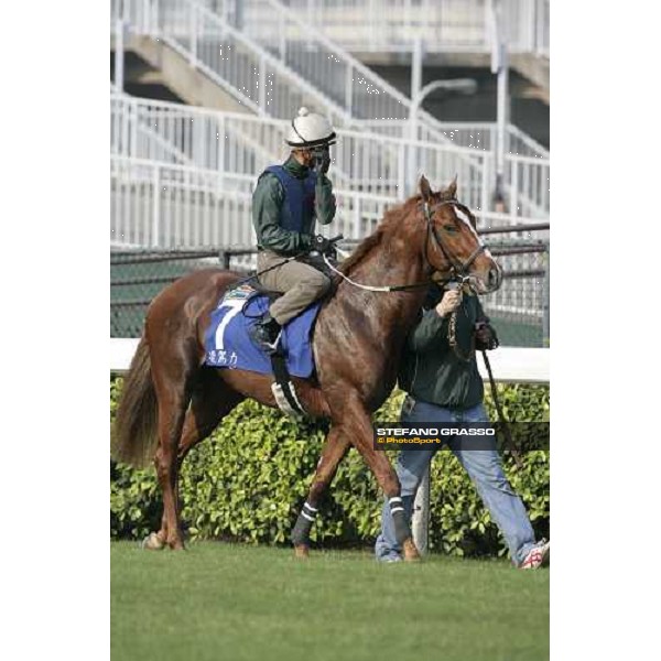 Linngari pictured at Sha Tin racetrack before morning track works Hong Kong, 6th dec. 2006 ph. Stefano Grasso