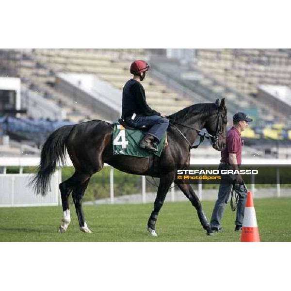 Scorpion pictured at Sha Tin racetrack before morning track works Hong Kong, 6th dec. 2006 ph. Stefano Grasso