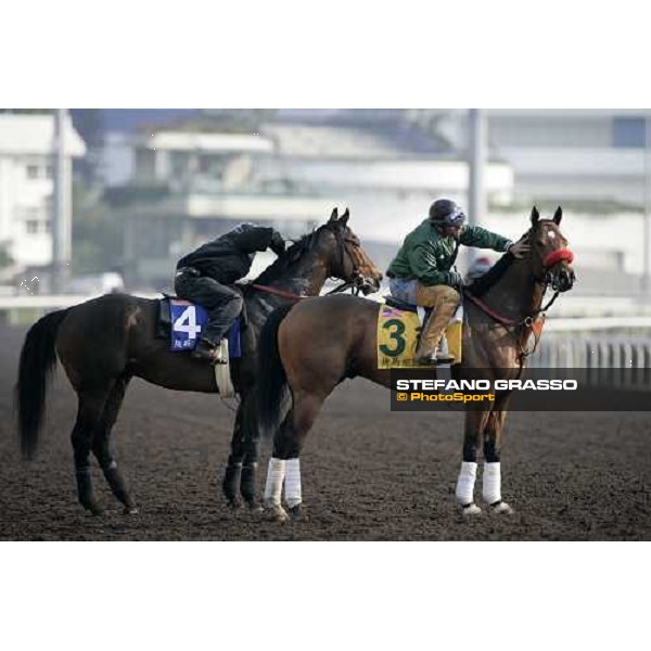 Fast Parade (3) and Rebel Rebel (4) pictured at Sha Tin racetrack before morning track works Hong Kong, 6th dec. 2006 ph. Stefano Grasso