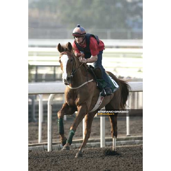 Kastoria pictured at Sha Tin racetrack during morning track works Hong Kong, 6th dec. 2006 ph. Stefano Grasso