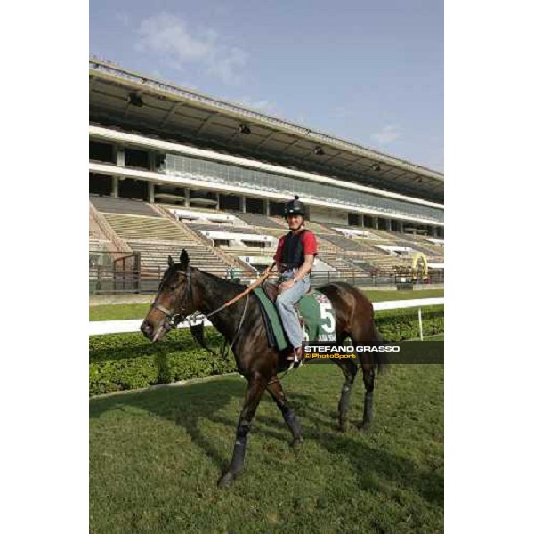 Ouija Board pictured at Sha Tin racetrack after morning track works Hong Kong, 6th dec. 2006 ph. Stefano Grasso
